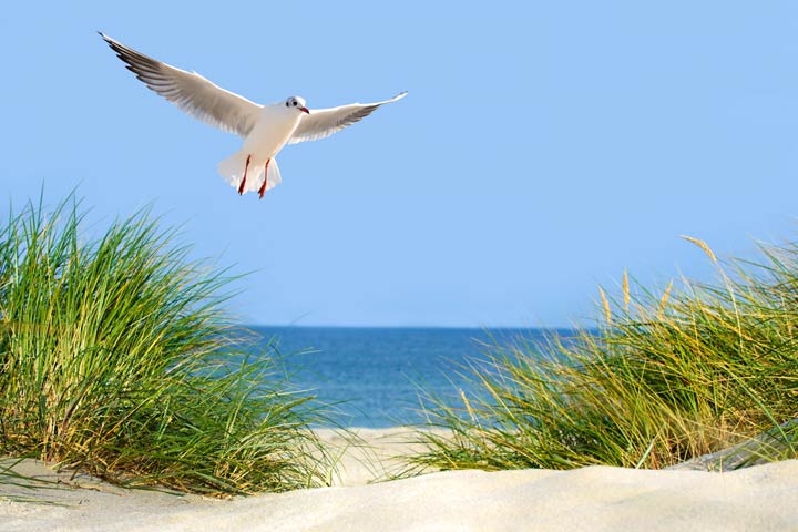 Familienurlaub mit Strand, Meer und Möwe